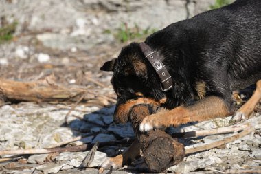 Kendi başına, köpeğini ormanda gezdirebilir ve onunla nehirde yüzebilirsin. Köpek sopaların peşinden koşup onları kemirmeyi sever..