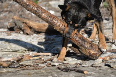 Kendi başına, köpeğini ormanda gezdirebilir ve onunla nehirde yüzebilirsin. Köpek sopaların peşinden koşup onları kemirmeyi sever..