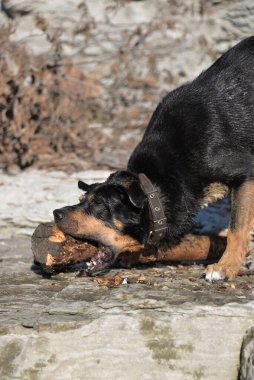Kendi başına, köpeğini ormanda gezdirebilir ve onunla nehirde yüzebilirsin. Köpek sopaların peşinden koşup onları kemirmeyi sever..