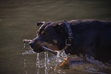 Kendi başına, köpeğini ormanda gezdirebilir ve onunla nehirde yüzebilirsin. Köpek sopaların peşinden koşup onları kemirmeyi sever..