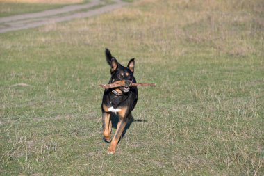Kendi başına, sıcak bir sonbahar gününde köpeğini parkta gezdirebilirsin. Köpek neşeyle koşar sopalara.