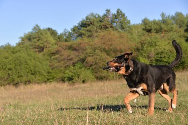 Kendi başına, sıcak bir sonbahar gününde köpeğini parkta gezdirebilirsin. Köpek neşeyle koşar sopalara.