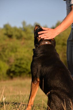 Kendi başına, sıcak bir sonbahar gününde köpeğini parkta gezdirebilirsin. Köpek neşeyle koşar sopalara.