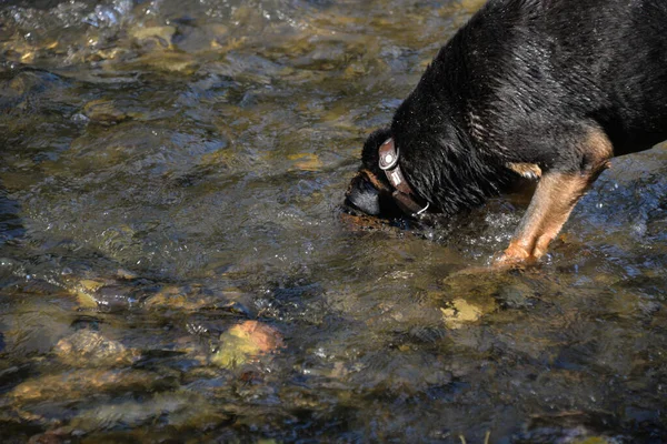 犬は岩のために水の中に飛び込む 暑い夏の日に公園を散歩するためにあなたの犬を取る — ストック写真