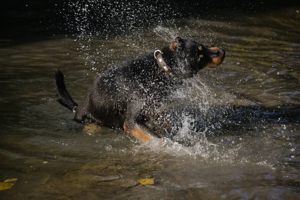 Самоизоляции Можно Выгуливать Собаку Лесу Плавать Ней Реке Собака Любит — стоковое фото