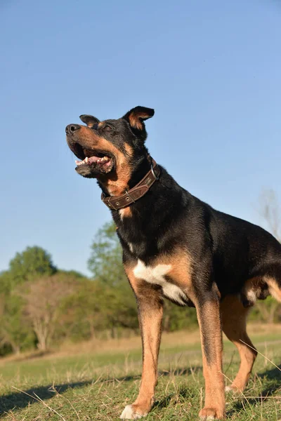Auto Aislamiento Puede Pasear Perro Parque Día Caluroso Otoño Perro —  Fotos de Stock