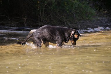 Sonbaharda sıcak bir günde köpek suyun altında kaya arar ve onlar için dalış yapar.