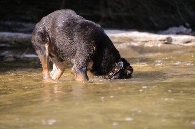 Sonbaharda sıcak bir günde köpek suyun altında kaya arar ve onlar için dalış yapar.