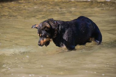 Sonbaharda sıcak bir günde köpek suyun altında kaya arar ve onlar için dalış yapar.
