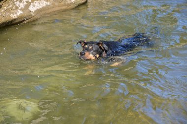 Sonbaharda sıcak bir günde köpek nehirde yüzmeyi ve içinde taş aramayı sever.