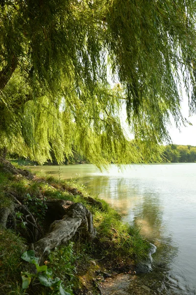 Sauces Crecen Orilla Del Lago Día Otoño Puede Relajarse Bajo —  Fotos de Stock