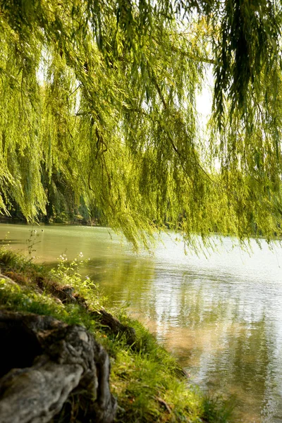 湖岸长满了柳树 秋天的一天 你可以在树下放松一下 看看湖面 — 图库照片