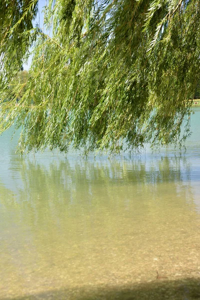 湖畔では柳が育ち 秋の日には木々の下でリラックスして湖を見ることができます — ストック写真