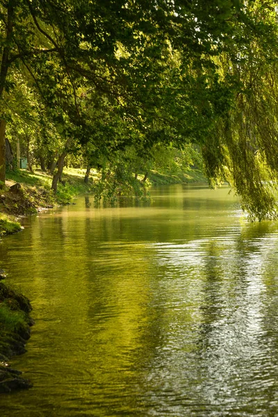 Sauces Crecen Orilla Del Lago Día Otoño Puede Relajarse Bajo —  Fotos de Stock