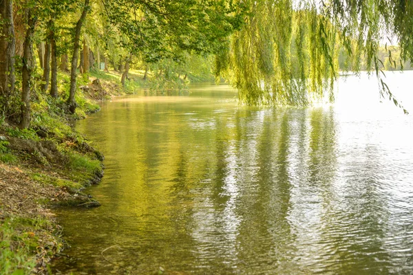 Sauces Crecen Orilla Del Lago Día Otoño Puede Relajarse Bajo — Foto de Stock