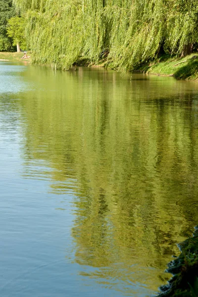 Pohon Willow Tumbuh Pantai Danau Dan Pada Hari Musim Gugur — Stok Foto