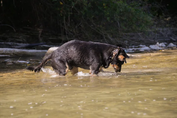 Осенью Теплый День Собака Ищет Камни Водой Ныряет — стоковое фото