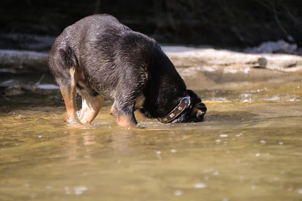 Sonbaharda sıcak bir günde köpek suyun altında kaya arar ve onlar için dalış yapar.