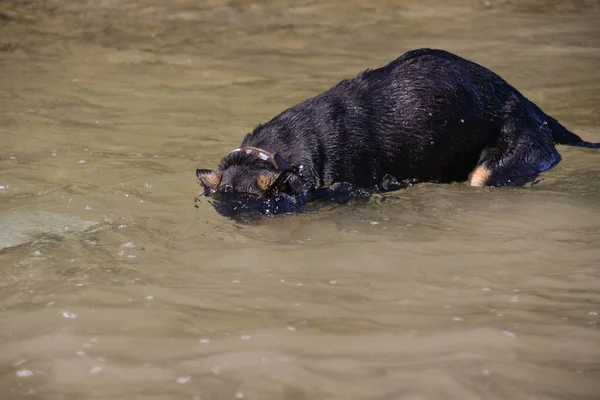 Осенью Теплый День Собака Ищет Камни Водой Ныряет — стоковое фото