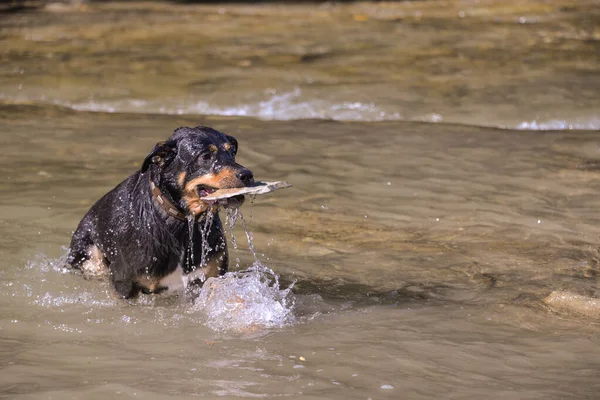 Осенью Теплый День Собака Ищет Камни Водой Ныряет — стоковое фото