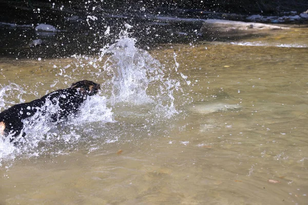 Осенью Теплый День Собака Ищет Камни Водой Ныряет — стоковое фото