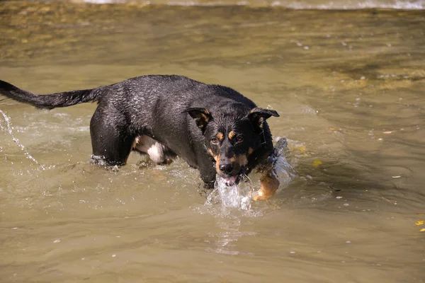 Осенью Теплый День Собака Ищет Камни Водой Ныряет — стоковое фото