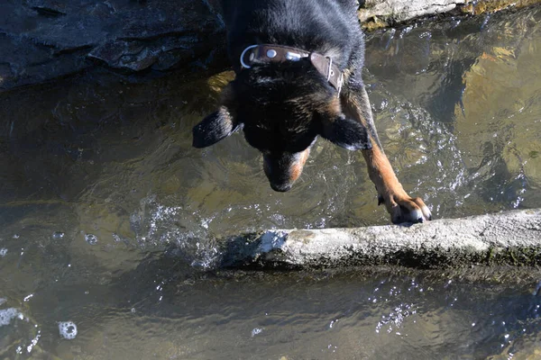 Φθινόπωρο Μια Ζεστή Μέρα Σκύλος Θέλει Κολυμπήσει Στο Ποτάμι Και — Φωτογραφία Αρχείου