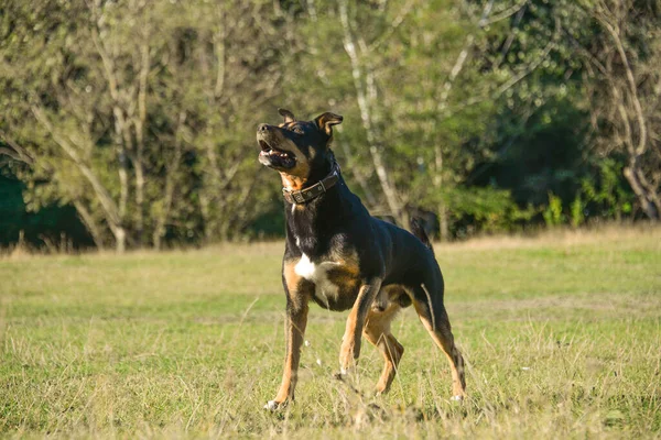 Sonbaharda Sıcak Bir Günde Köpek Sopa Için Koşar Ormandaki Çimlerde — Stok fotoğraf