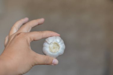 Kırsalda hasattan sonra bir kızın eli sarımsak tutuyor.