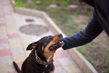Mutlu köpek kafasını okşayan adama bakar.