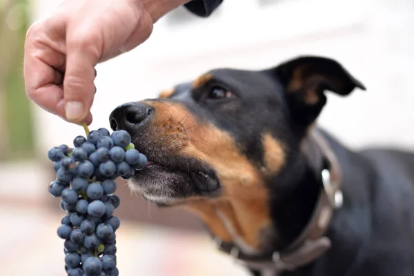 Funny dog face. the dog looks curiously at the grapes and wants to taste them.