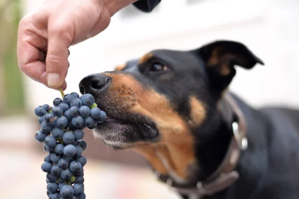 Komik köpek surat. Köpek merakla üzümlere bakar ve onları tatmak ister..
