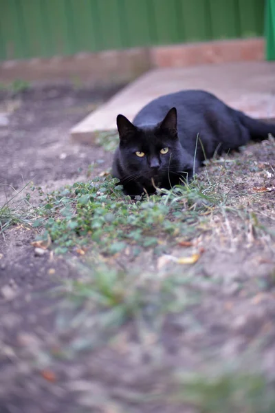 黒い猫が草の中に寝そべって頭の良い顔でハエを見ています — ストック写真