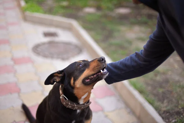 Mutlu köpek kafasını okşayan adama bakar.