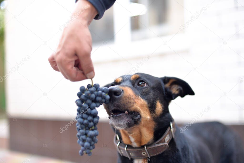 Funny dog face. the dog looks curiously at the grapes and wants to taste them.