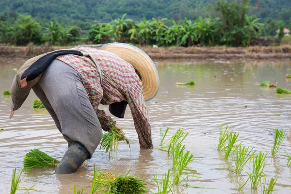 Asya Çiftçi pirinç yeşil bitki iş başında