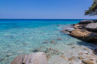 Güzel deniz kaya, ağaç ve tasarımınız için boşluk