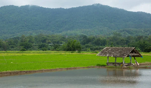 Rice Planting Field Raining Day — Stock Photo, Image