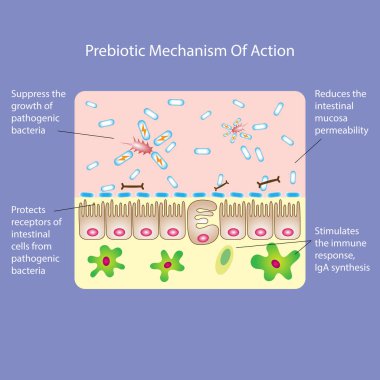 Prebiotic or probiotic mechanism of action. Medical vector illustration clipart