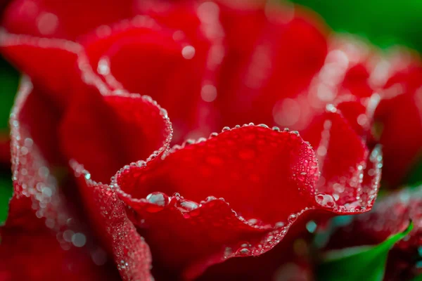 Macro Flor Rosa Con Gotas Agua Después Lluvia Sobre Fondo —  Fotos de Stock