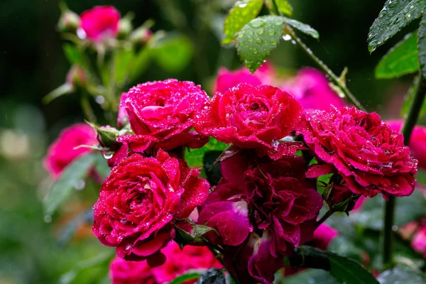 Macro Flor Rosa Con Gotas Agua Después Lluvia Sobre Fondo —  Fotos de Stock