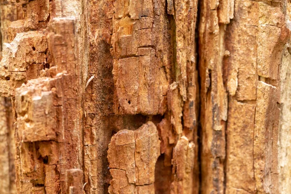 Close Van Oude Schors Boom Textuur Weergave Van Macro Ziet — Stockfoto