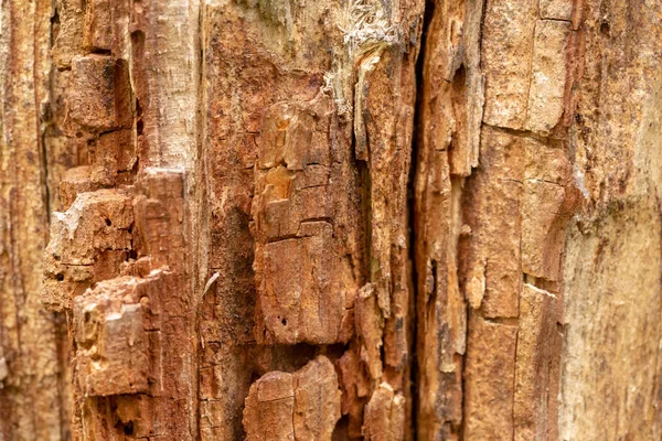 Close Van Oude Schors Boom Textuur Weergave Van Macro Ziet — Stockfoto