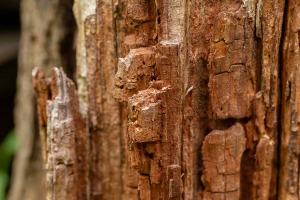 Close Van Oude Schors Boom Textuur Weergave Van Macro Ziet — Stockfoto