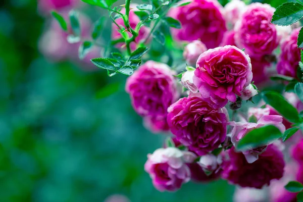 Macro Jardín Rosa Flor Arbusto Sobre Fondo Borroso Verde —  Fotos de Stock