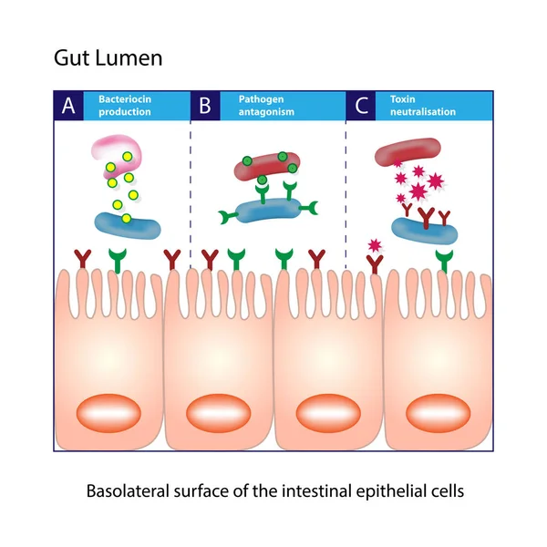 Gut Lumen Enterocyten Intestinaal Absorberend Cellen Dunne Darm Kolomvorm Epitheliale — Stockvector