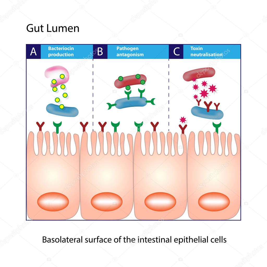 Gut lumen. Enterocytes, or intestinal absorptive cells. Small intestine. Columnar epithelial cells