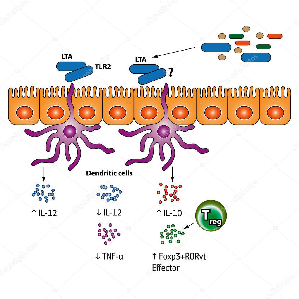 Stimulation of the Regulatory T cells vector medical illustration