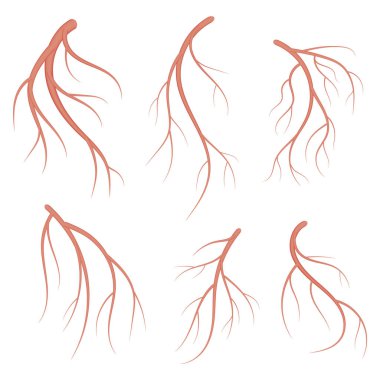 İnsan damarlar, kırmızı kan damarları ayarlayın. Gerçekçi vektör tıbbi illüstrasyon izole beyaz arka plan üzerinde