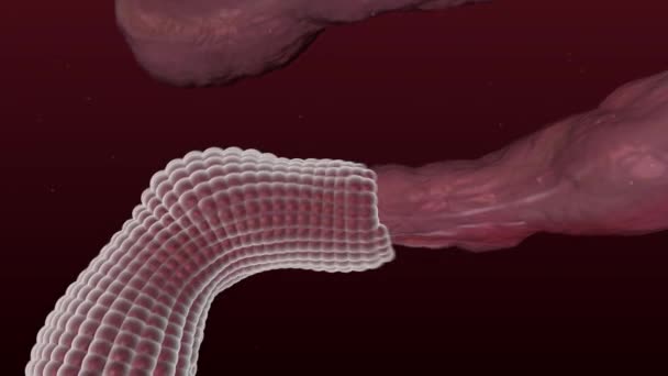 Wiederherstellung Der Oberfläche Des Geschädigten Nervs Oder Darms Medizinische Animation — Stockvideo